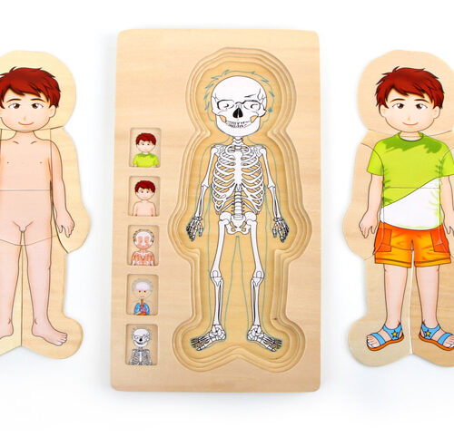 Schichtenpuzzle Anatomie Junge